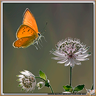 Cuivré de la Verge d'or